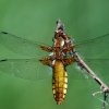 Broad Bodied Chaser