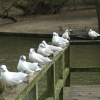 Chorus line