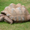 Giant Tortoise