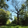 Runt's Wood, near Botolph Claydon, Bucks