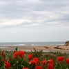 A sea of flowers