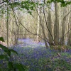 Norsey Woods