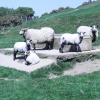 Sheep in Seatown