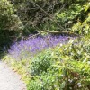 Bluebells at Trevarno Garden