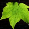 Leaflight