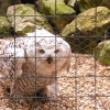 A watchful pair of eyes !