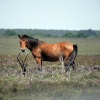New Forest, Hampshire