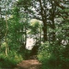 Lintzford Woods
