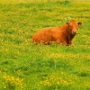 In a filed near Louth, Lincs