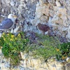 Studland in Dorset