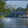 Gull fishing, Stourport-on-Severn
