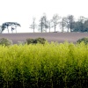 View south from Steeple Claydon, Bucks.