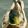 A cute duck
