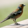Chaffinch, Male.