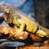 Bristol Zoo