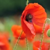 Poppy