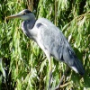 The duck pond Ruislip