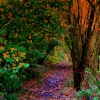 A secret walkway!