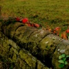 Stonewall