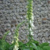 West Dean Gardens