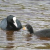 Coot