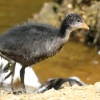 Coot