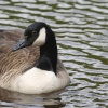 Canada Goose