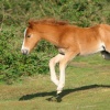 New Forest Foal