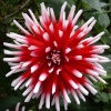 Dahlia