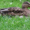 Newent lake and park