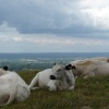Cows in Clouds