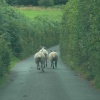 Follow those sheep !