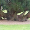Cryptomeria Japonica