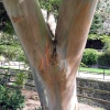 Naked tree near the Victaria Gardens