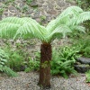 Fern tree