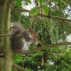 Squirrel in Peasholm Park, Scarborough