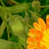 Colourful summer flower