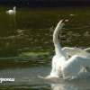 On Thorpeness Mere