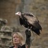 Bird of prey