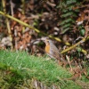 Young Robin