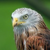 Birds of prey