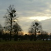 Bushy Park near Hampton Court