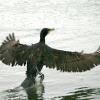 Cormorant.
