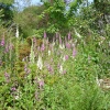 Furzey Gardens