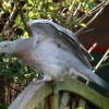 Woodpigeon.
