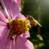 Busy Bee
