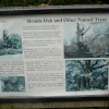 Druid's Oak description