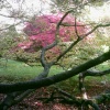 Westonbirt Arboretum - October 2010
