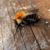 Busy Bee
