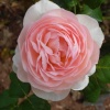 Pink Rose.